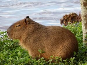 Gấu Bông Capybara – 1 Món Quà Độc Đáo và Ý Nghĩa Cho Mọi Lứa Tuổi